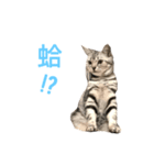 American Shorthair Cats Wonderland one（個別スタンプ：20）