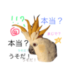 鳥ちゃん！鳥ちゃん！（個別スタンプ：12）