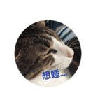 A cat and its life（個別スタンプ：1）