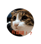 A cat and its life（個別スタンプ：10）