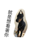 Maya Doberman（個別スタンプ：2）