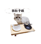 ricetea cat（個別スタンプ：8）