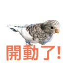 Budgerigar boss（個別スタンプ：1）