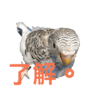 Budgerigar boss（個別スタンプ：2）