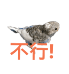 Budgerigar boss（個別スタンプ：3）