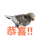 Budgerigar boss（個別スタンプ：5）