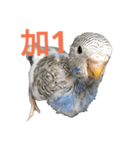 Budgerigar boss（個別スタンプ：6）