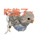 Budgerigar boss（個別スタンプ：7）