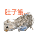 Budgerigar boss（個別スタンプ：11）