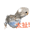 Budgerigar boss（個別スタンプ：13）