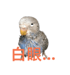 Budgerigar boss（個別スタンプ：14）