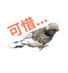 Budgerigar boss（個別スタンプ：15）