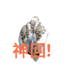 Budgerigar boss（個別スタンプ：20）