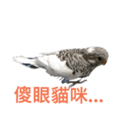 Budgerigar boss（個別スタンプ：22）