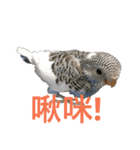 Budgerigar boss（個別スタンプ：24）