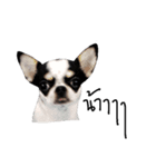 malee, a dog useless（個別スタンプ：5）