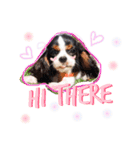 Alesso the Cav（個別スタンプ：1）