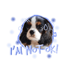 Alesso the Cav（個別スタンプ：8）