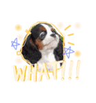 Alesso the Cav（個別スタンプ：9）