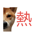 Shiba lnu dialogue（個別スタンプ：7）