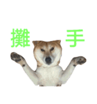 Shiba lnu dialogue（個別スタンプ：13）