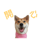 Shiba lnu dialogue（個別スタンプ：24）