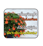 Greeting cards (Thai language)（個別スタンプ：20）