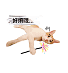 cattt+dogg（個別スタンプ：9）