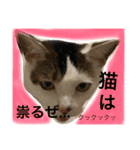 ❤︎ウチの保護猫たち日常会話編❤︎（個別スタンプ：4）