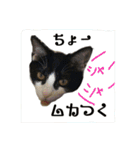 ❤︎ウチの保護猫たち日常会話編❤︎（個別スタンプ：6）