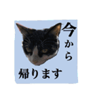 ❤︎ウチの保護猫たち日常会話編❤︎（個別スタンプ：12）