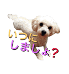 moco_dog（個別スタンプ：11）