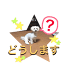 moco_dog（個別スタンプ：14）