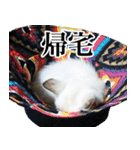 大井家の三匹の猫（個別スタンプ：31）