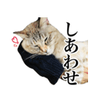 大井家の三匹の猫（個別スタンプ：38）