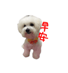 Bichon DuPi（個別スタンプ：1）