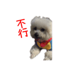 Bichon DuPi（個別スタンプ：4）