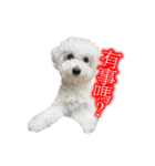 Bichon DuPi（個別スタンプ：5）