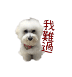 Bichon DuPi（個別スタンプ：6）