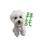 Bichon DuPi（個別スタンプ：8）