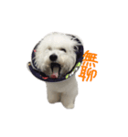 Bichon DuPi（個別スタンプ：9）