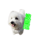 Bichon DuPi（個別スタンプ：10）