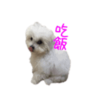 Bichon DuPi（個別スタンプ：11）