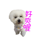 Bichon DuPi（個別スタンプ：12）