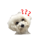 Bichon DuPi（個別スタンプ：13）