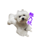 Bichon DuPi（個別スタンプ：14）