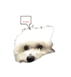 Bichon DuPi（個別スタンプ：17）