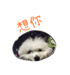 Bichon DuPi（個別スタンプ：18）