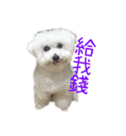 Bichon DuPi（個別スタンプ：19）