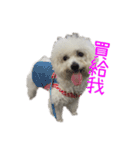 Bichon DuPi（個別スタンプ：20）